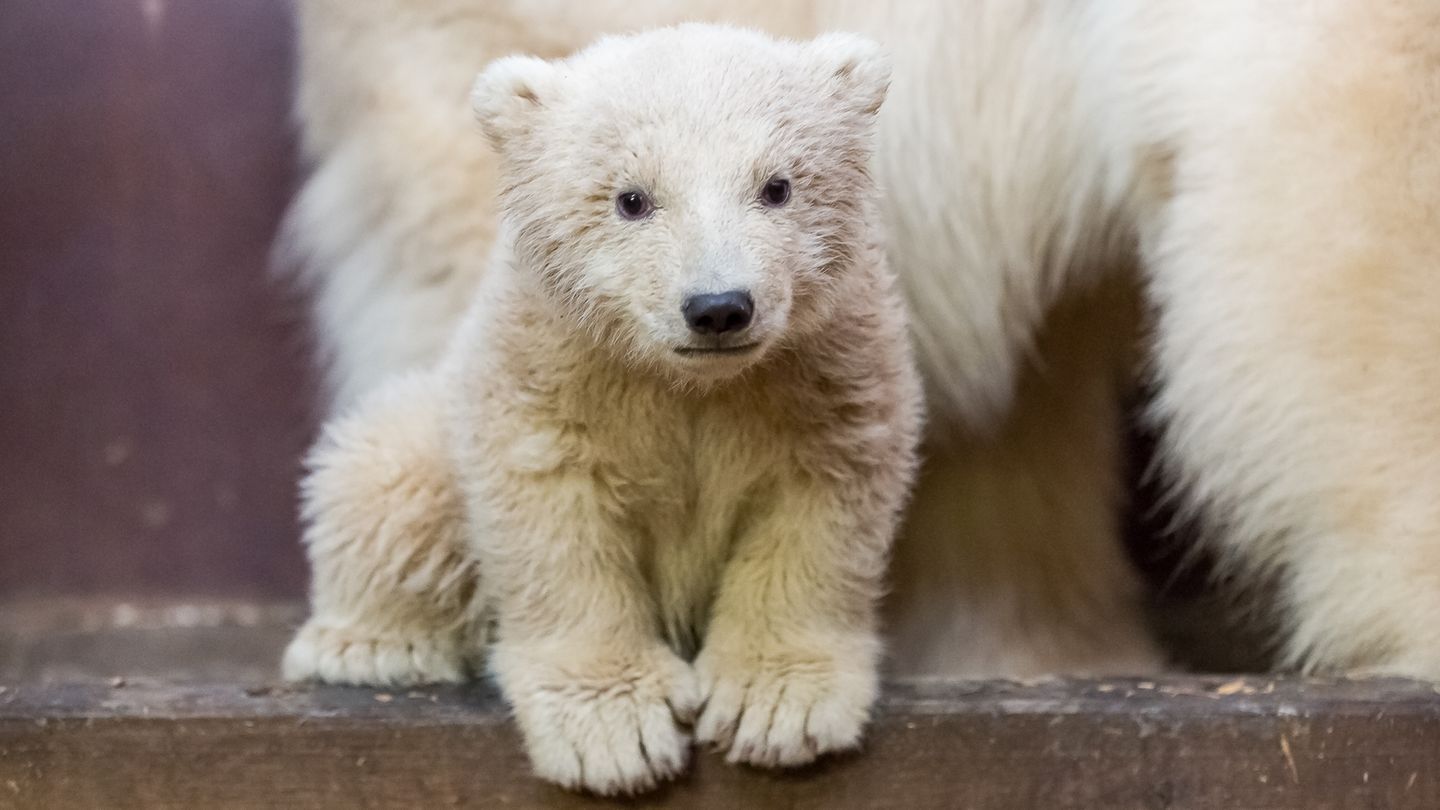 Das Berliner Eisbär-Baby Fritz schaut in die Kamera - Das Junge ist erkrankt
