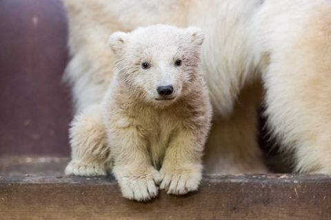 Das Berliner Eisbär-Baby Fritz schaut in die Kamera - Das Junge ist erkrankt