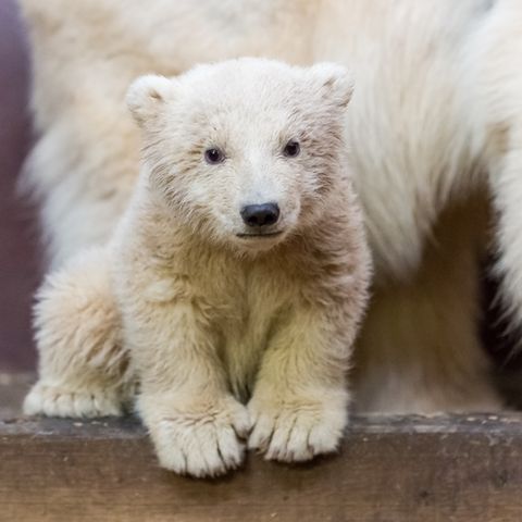Das Berliner Eisbär-Baby Fritz schaut in die Kamera - Das Junge ist erkrankt