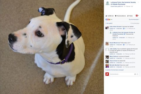 Der Hunde-Welpen Lucy hat ein besonderes Merkmal. Ihr linkes Ohr sieht wie Gesicht aus