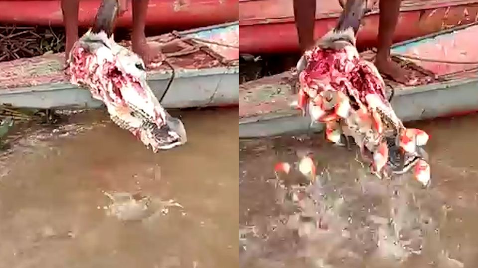 Venezuela: Wie im Horrorfilm: Piranhas zerfleischen den Schädel einer Kuh Venezuela: Wie im Horrorfilm: Piranhas zerfleischen den Schädel einer Kuh