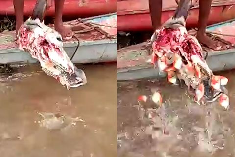 Venezuela: Wie im Horrorfilm: Piranhas zerfleischen den Schädel einer Kuh