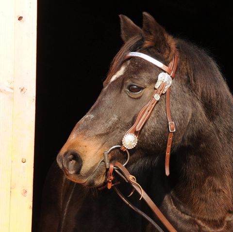 Auf einem Pferdehof in Felm wurde ein Deutsches Reitpony zu Tode gequält (Symobolbild)