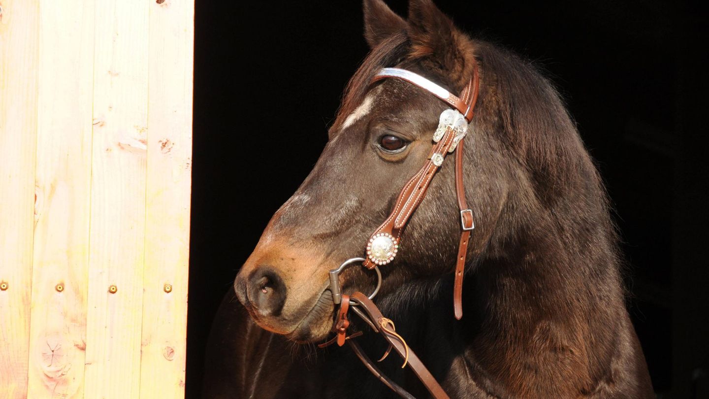 Auf einem Pferdehof in Felm wurde ein Deutsches Reitpony zu Tode gequält (Symobolbild)