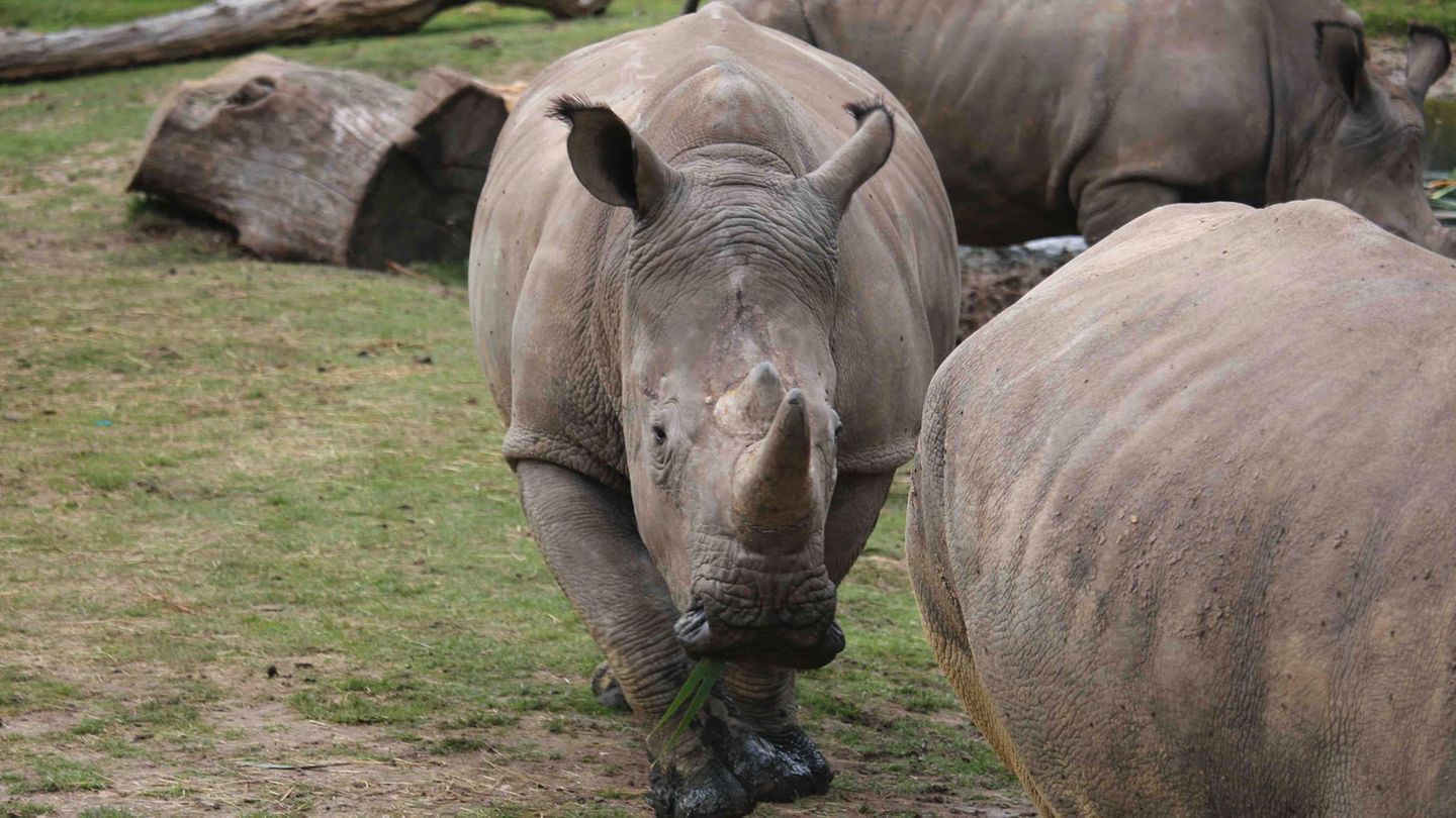 Nashorn "Vince" (hier auf einem Achivbild) wurde nur vier Jahre alt