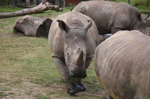 Nashorn "Vince" (hier auf einem Achivbild) wurde nur vier Jahre alt