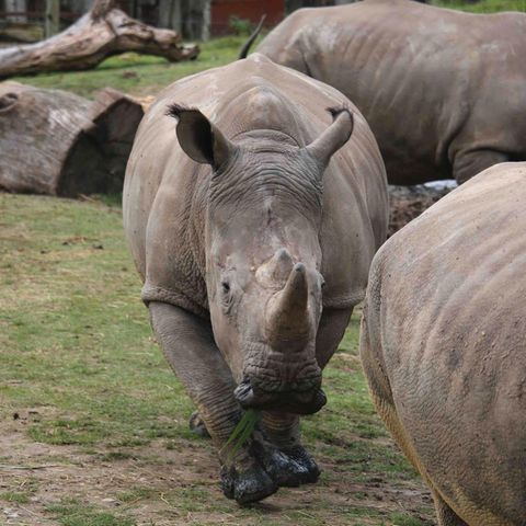 Nashorn "Vince" (hier auf einem Achivbild) wurde nur vier Jahre alt
