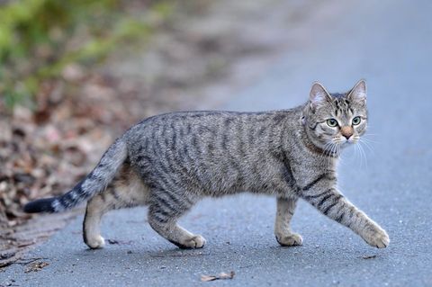 In Kolumbien wurde ein Mann verurteilt, weil er mehrere Katzen gegessen hat (Symbolfoto)