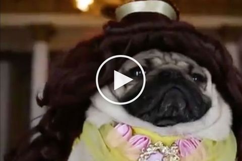 Belle hat einige Falten bekommen - denn sie ist jetzt ein Mops.