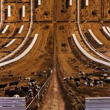 Amerikanische Rinderfarm.