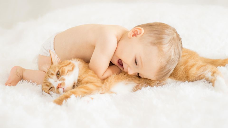 Kuscheln Ein Baby kuschelt mit einer Katze