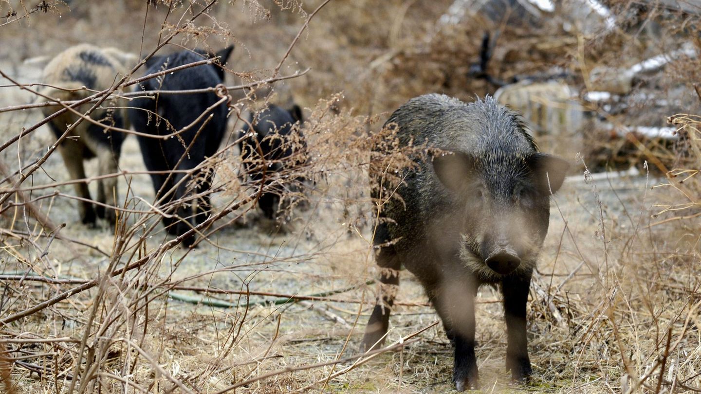 Ein Rudel Wildschweine im Sperrgebiet rund um Fukushima