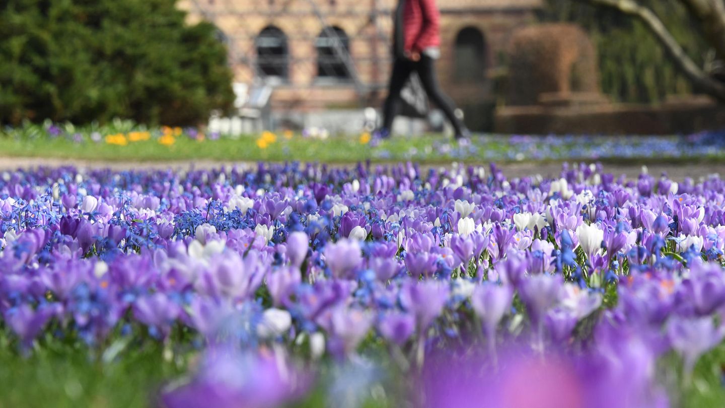 Wetter: Bei frühlingshaften Temperaturen blühen im Botanischen Garten Karlsruhe bereits Krokusse und Blausterne.
