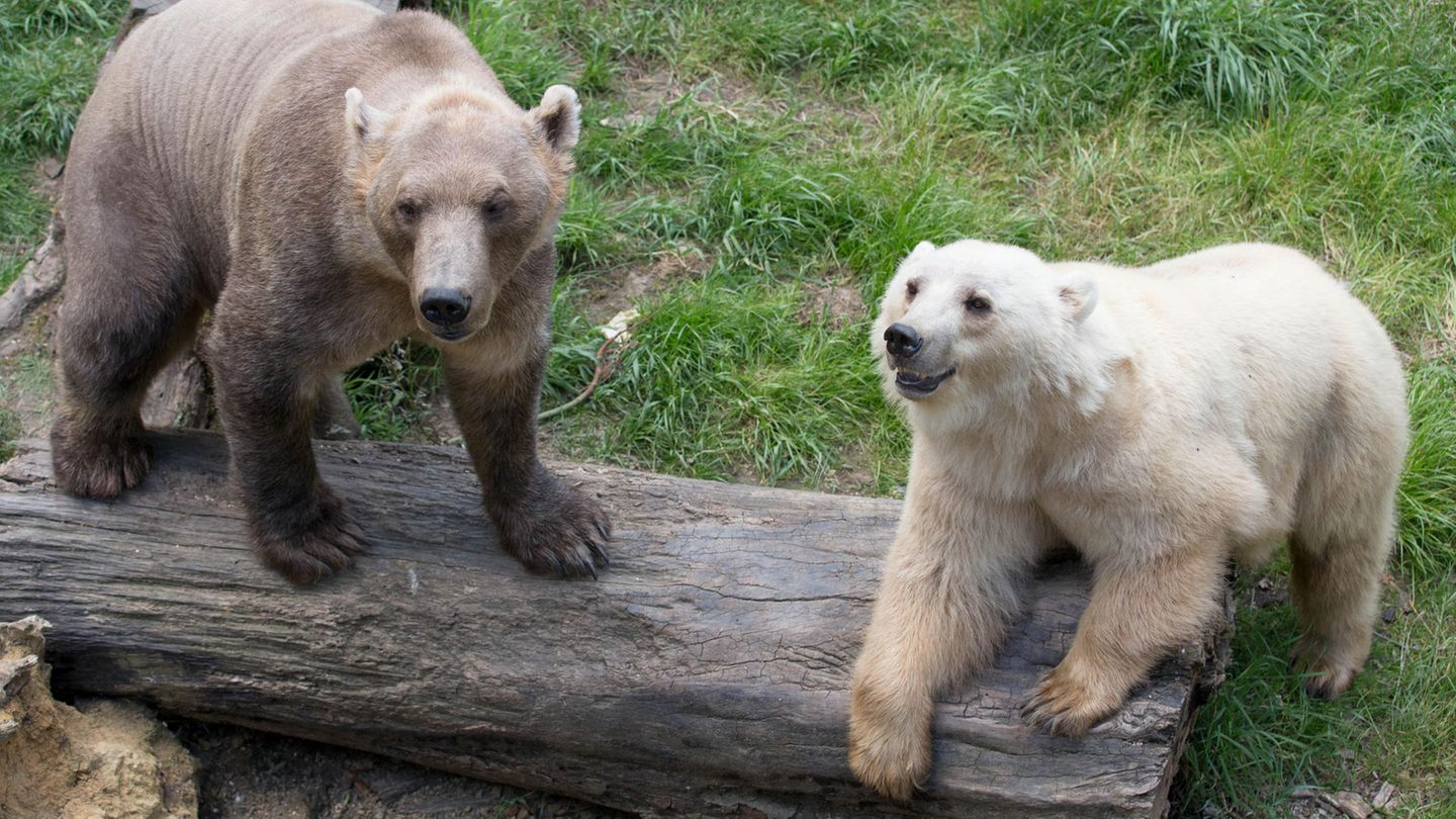 Bärendame Tips (hell) mit ihrem Bruder, dem braunen Taps. Tips hatte es auf noch unbekannte Weise geschafft, die Bärenanlage zu verlassen. Noch bevor die Polizei kam, wurde das Tier erschossen.