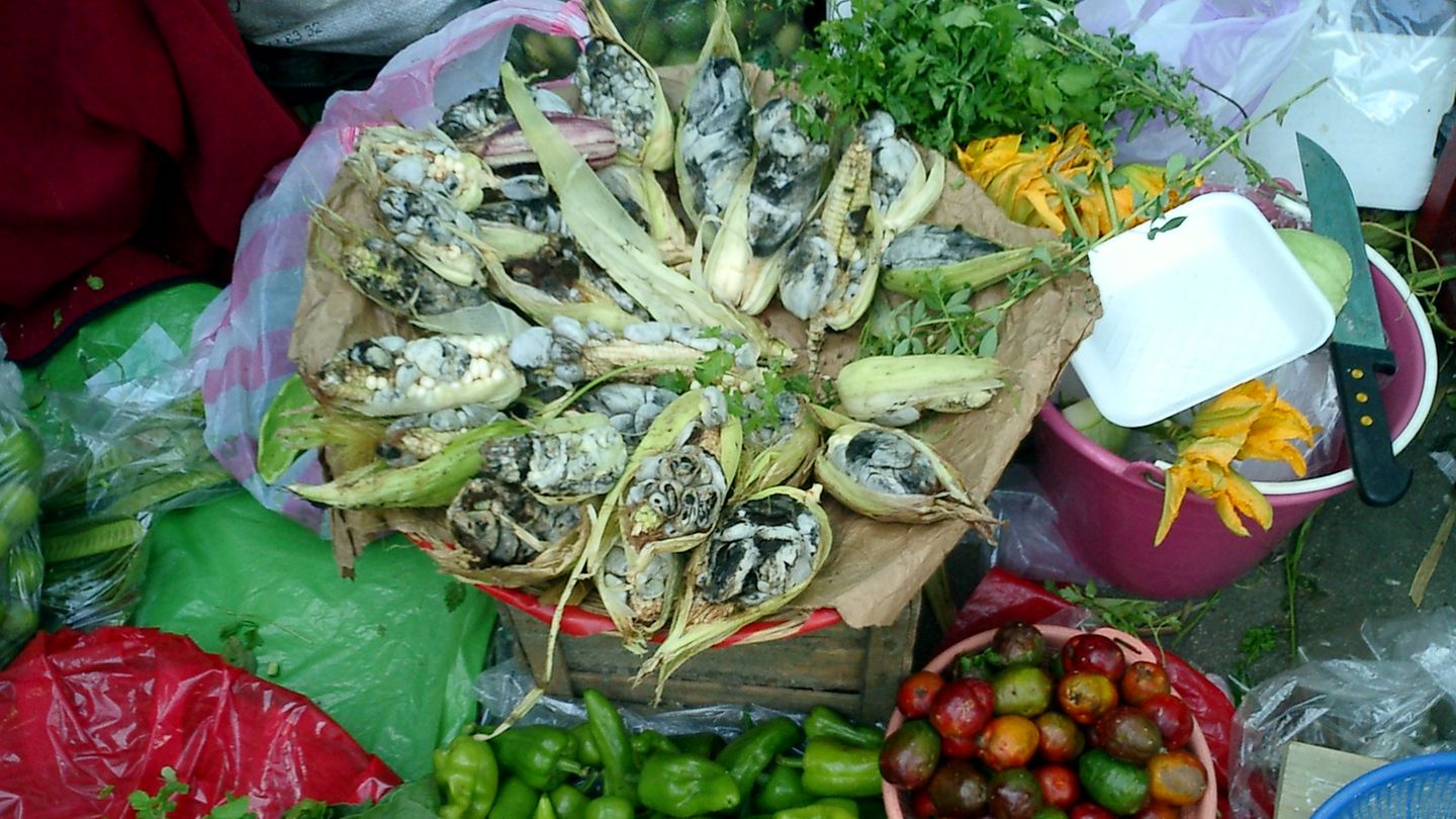 Lecker oder eklig?: Huitlacoche (verschimmelte Maiskolben) in Mexiko Währen der Regenzeit in Mexiko befällt ein Pilz, der sogenannte Maisbeulenbrand, die Maisfelder im ganzen Land. Die Maiskolben schimmeln. Angebraten sind diese eine beliebte Füllung für Tacos und Quesadillas. Wirklich appetitlich sehen die aber nicht aus. Bereits die Azteken schwörten auf den verschimmelten Mais. Huitlacoche (verschimmelte Maiskolben) in Mexiko Währen der Regenzeit in Mexiko befällt ein Pilz, der sogenannte Maisbeulenbrand, die Maisfelder im ganzen Land. Die Maiskolben schimmeln. Angebraten sind diese eine beliebte Füllung für Tacos und Quesadillas. Wirklich appetitlich sehen die aber nicht aus. Bereits die Azteken schwörten auf den verschimmelten Mais.