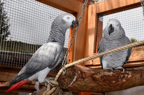 Der Graupapagei Rocco (r) mit seiner neuen Partnerin Rosa