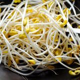 Sprossen  Frische Sprossen sind lecker und kalorienarm. Allerdings können sie auch schnell zu einer wahren Keimschleuder werden. Eine Untersuchung des Bundesinstituts für Risikobewertung (BfR) zeigt, dass sich Keime in fertig verpackten Sprossen innerhalb weniger Tage schnell vermehren können und am Ende des Mindesthaltbarkeitsdatums eine sehr hohe Konzentration aufweisen. Daher gilt: Sprossen rasch verbrauchen, gut abwaschen und nach Möglichkeit durchgaren. Schwangere und immungeschwächte Menschen sollten Sprossen nie roh verzehren.