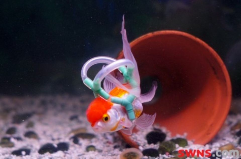 Fisch in Rettungsweste Diesem kleinen Fisch wurde eine Unterwasser-Rettungsweste gebaut