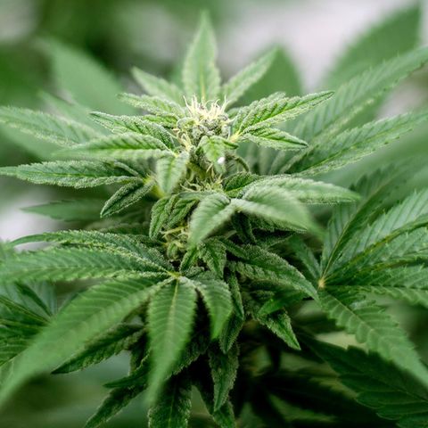 Eine Cannabis-Blüte (Symbolbild)