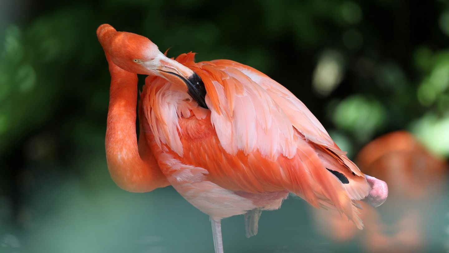Flamingo