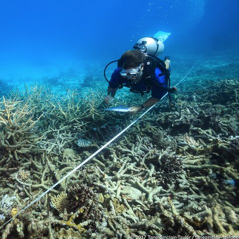 Ein Forscher dokumentiert die fortschreitende Korallenbleiche am Great Barrier Reef