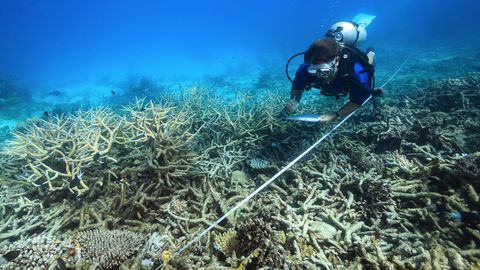 Ein Forscher dokumentiert die fortschreitende Korallenbleiche am Great Barrier Reef