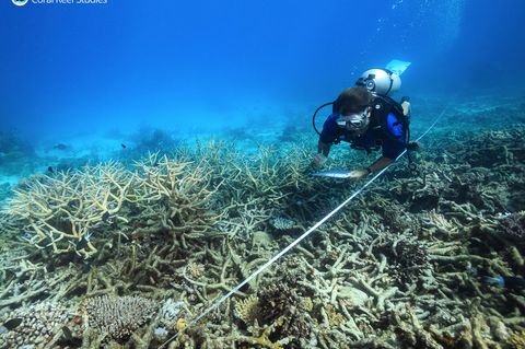 Ein Forscher dokumentiert die fortschreitende Korallenbleiche am Great Barrier Reef