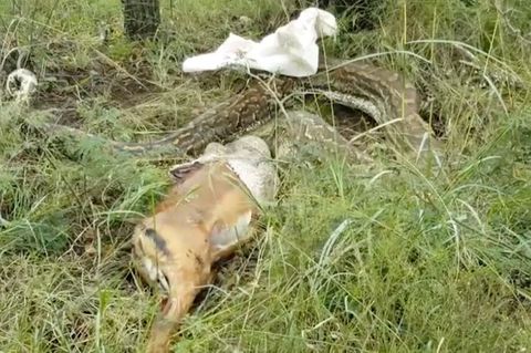 Beute zu groß?: Deshalb würgt hier ein Python eine Antilope aus