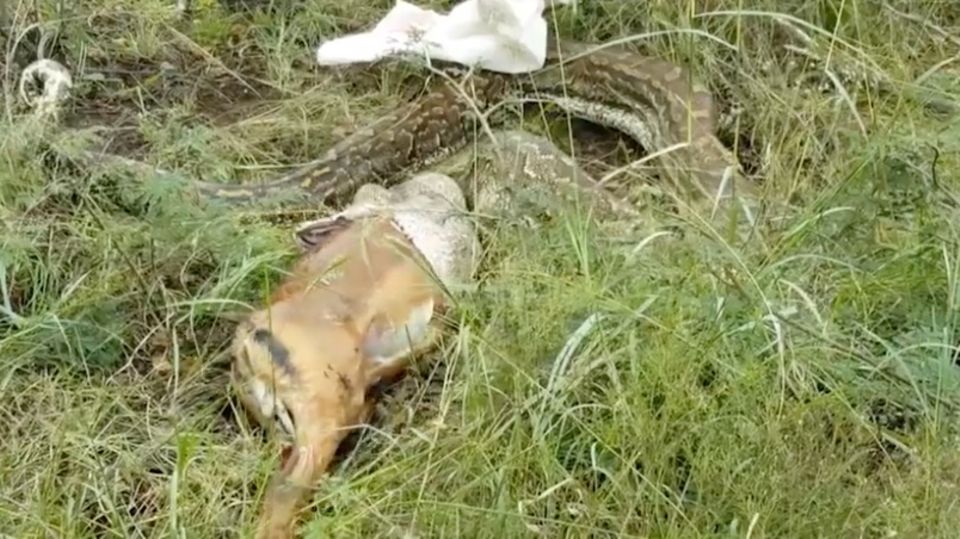 Beute zu groß?: Deshalb würgt hier ein Python eine Antilope aus