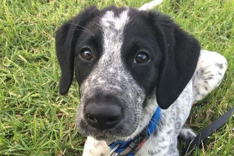 Grizz ist eine Mischung aus Border Collie und deutschem Kurzhaar