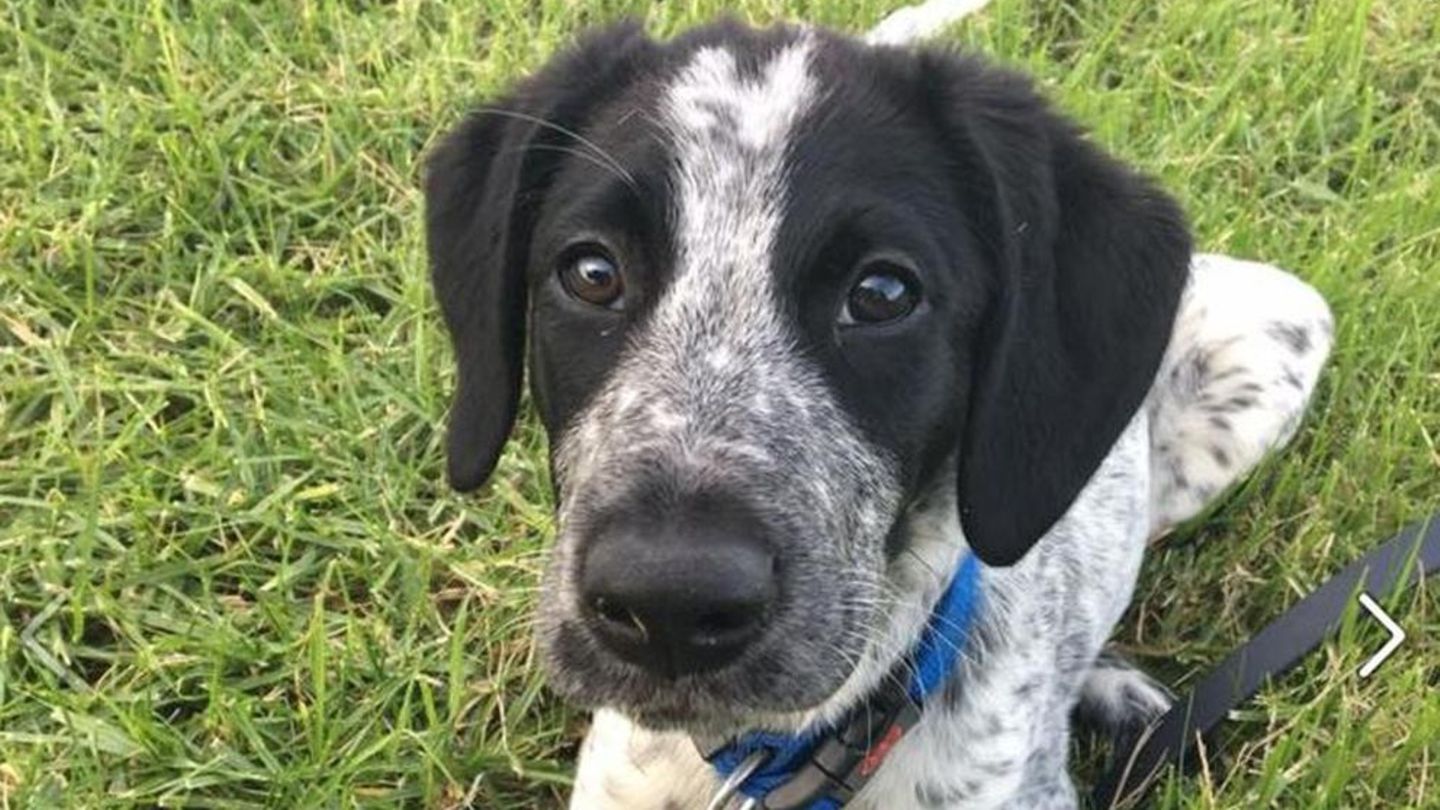 Grizz ist eine Mischung aus Border Collie und deutschem Kurzhaar