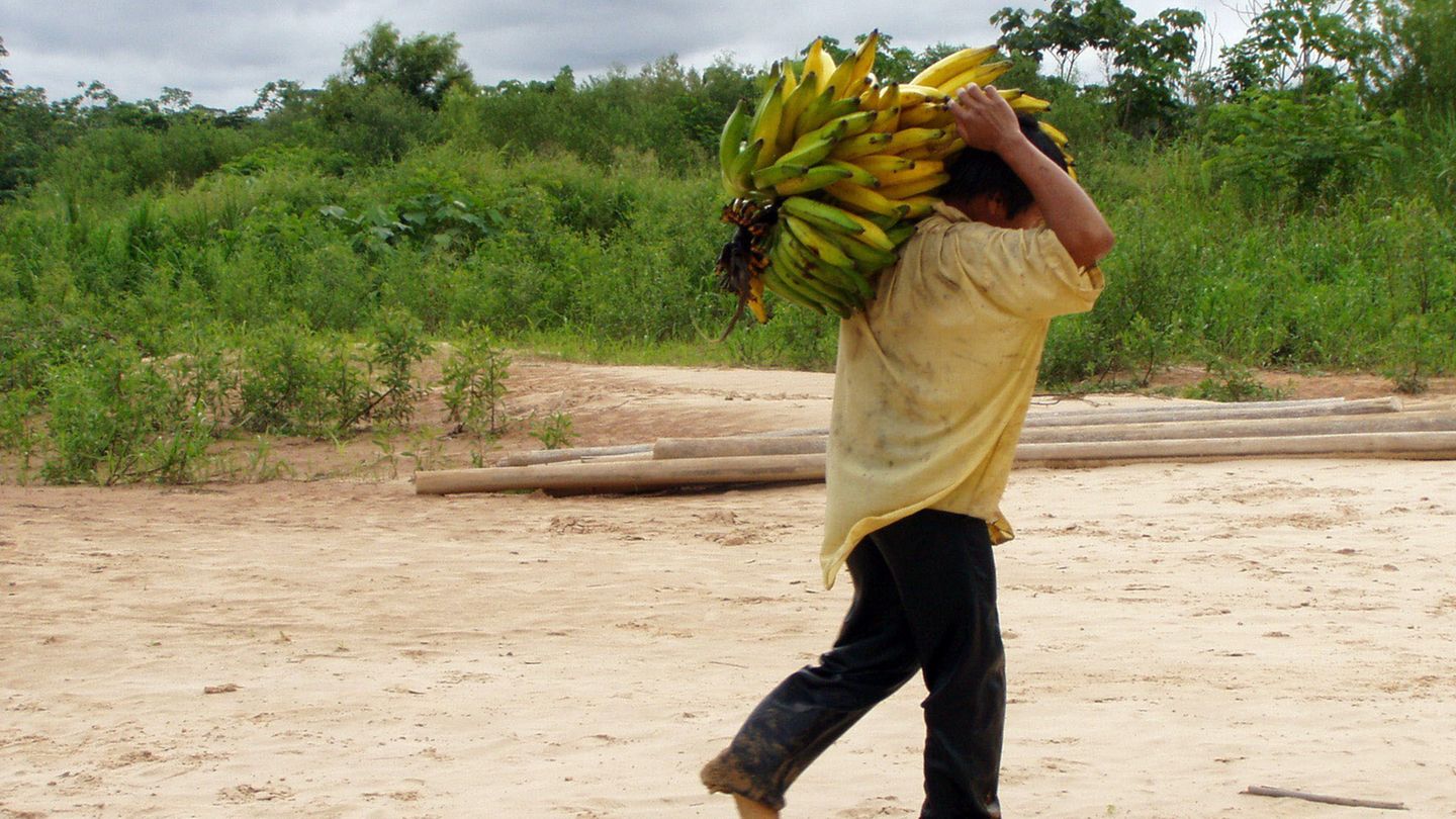 Bolivianische Ureinwohner des Tsimane-Stammes haben gesunde Herzen