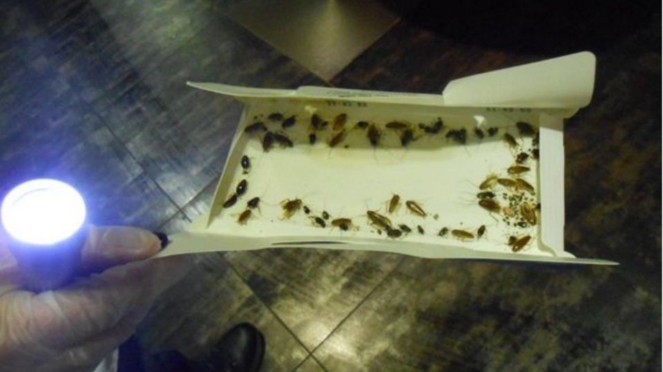 Eine Pappschachtel voller Kakerlaken