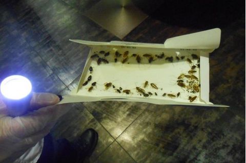 Eine Pappschachtel voller Kakerlaken