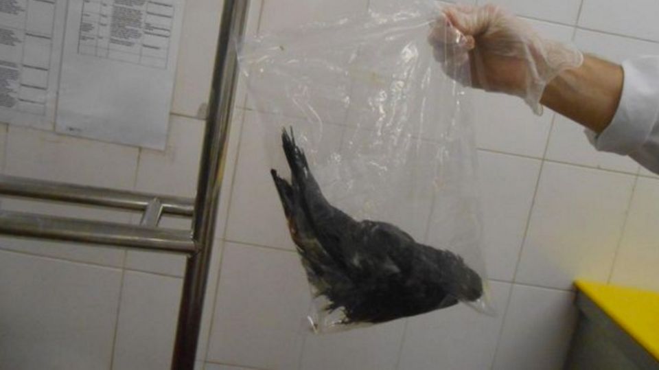 Das widerlichste Restaurant der Welt Eine tote und bereits verweste Taube in einer Plastiktüte