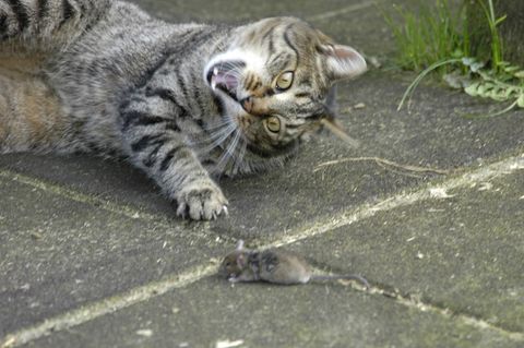 Eine Katze, die eine kleine wehrlose Maus angreift
