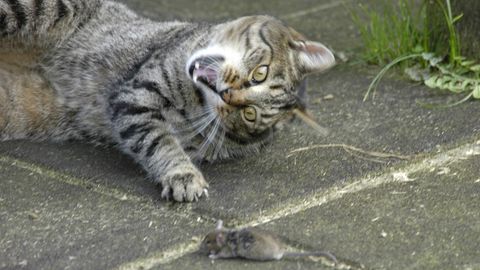 Eine Katze, die eine kleine wehrlose Maus angreift