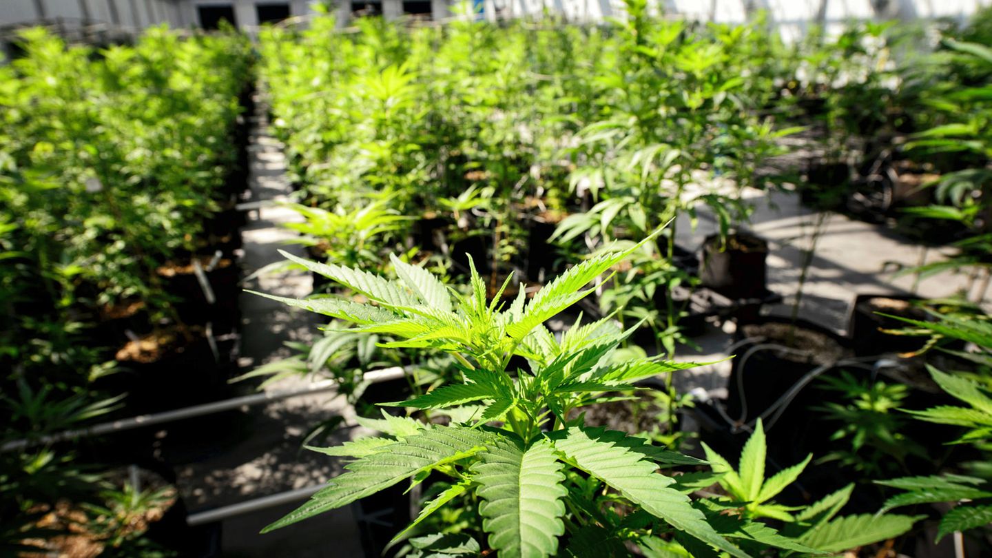 Eine Marihuana-Plantage in Minnesota. Will die Regierung von Donald Trump das Rad zurückdrehen?