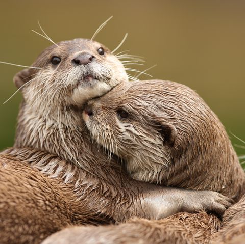 Ein Bild von Kurzkrallenottern.