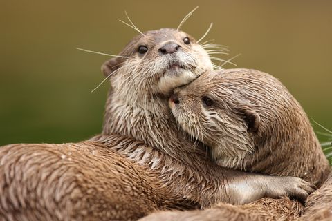 Ein Bild von Kurzkrallenottern.
