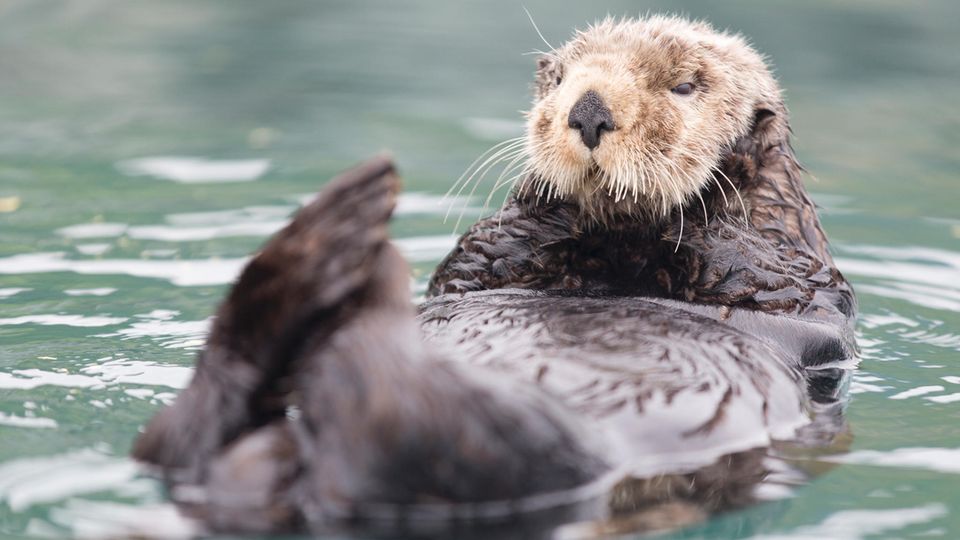Seeotter Seeotter