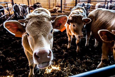 Folgen der Massentierhaltung: Unterwegs mit den Gülle-Detektiven