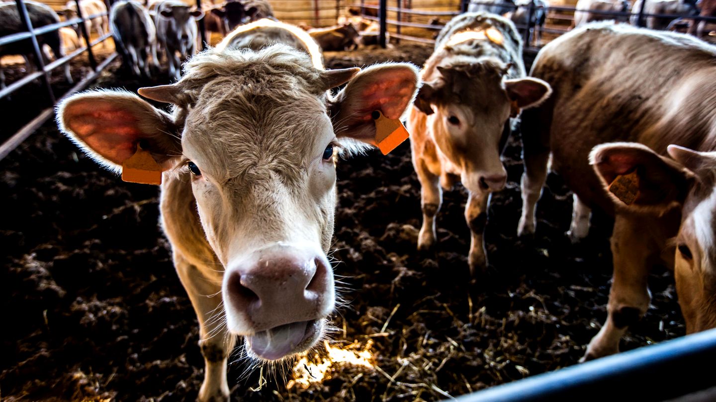 Folgen der Massentierhaltung: Unterwegs mit den Gülle-Detektiven