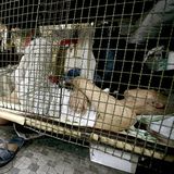 Ganz unten in Hongkong: Etwa 100 Euro kostet der Platz in einem Käfig im Monat. 