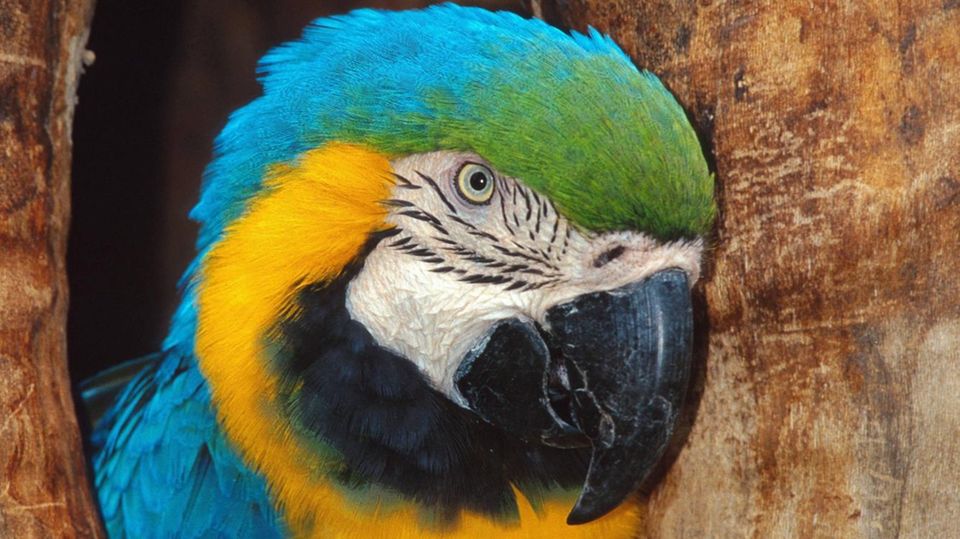 Sie sehen so niedlich aus. Doch für die Bauern in Indien sind Papageie derzeit ein riesengroßes Problem. (Symbolfoto)