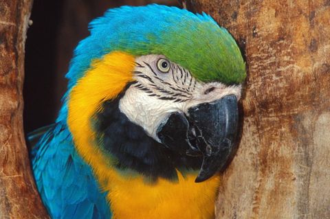 Sie sehen so niedlich aus. Doch für die Bauern in Indien sind Papageie derzeit ein riesengroßes Problem. (Symbolfoto)