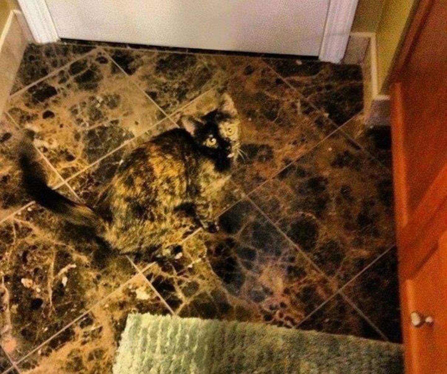 In diesem Bild ist eine Katze versteckt