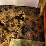 In diesem Bild ist eine Katze versteckt