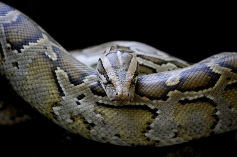 In Indonesien hat eine Python einen Erntearbeiter verschlungen