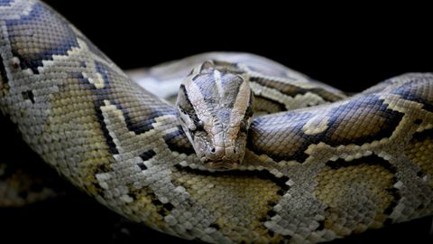 Thailand Mann Wird Auf Der Toilette Von Python Gebissen Stern De